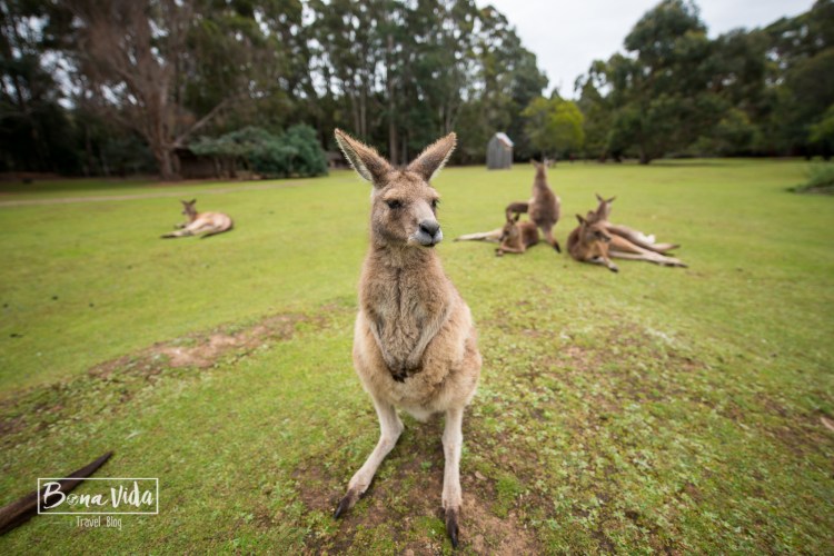 australia-tasmania-6