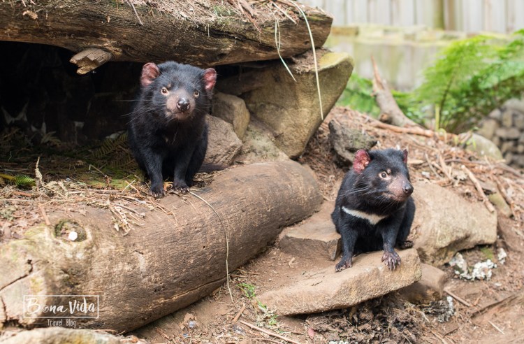 australia-tasmania-7