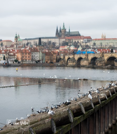 praga-castell-catedral-6