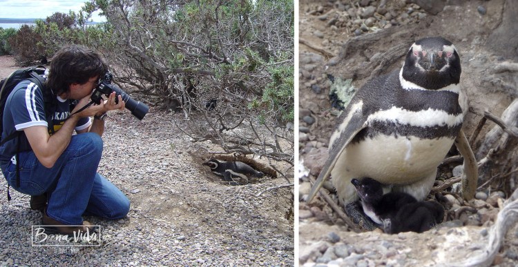 argentina-pinguins-mane-foto