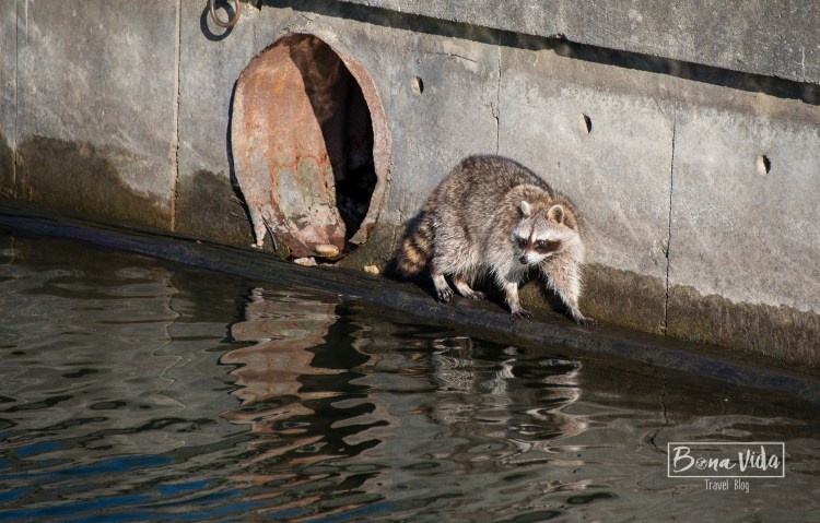 canada-toronto-island-9