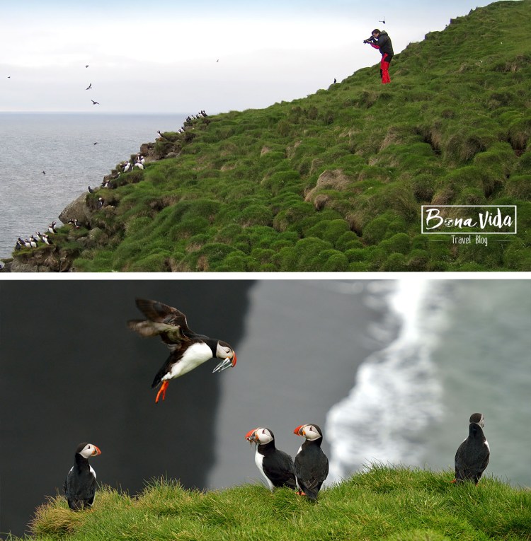 islandia-mane-fotograf-puffins
