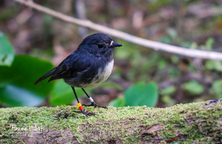 nova zelanda stewart island-13