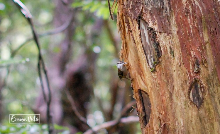 nova zelanda stewart island-14