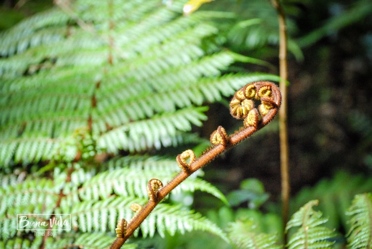 nova zelanda stewart island-16