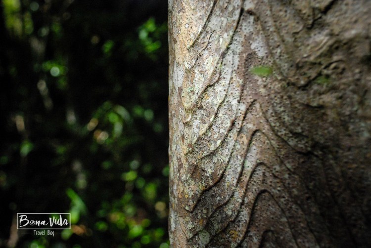 nova zelanda stewart island-17
