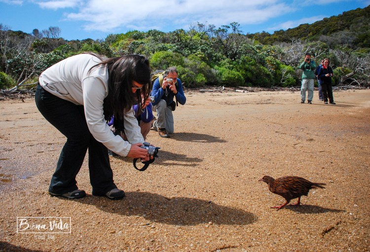 nova zelanda stewart island-18