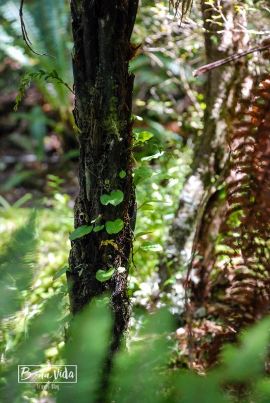 nova zelanda stewart island-19