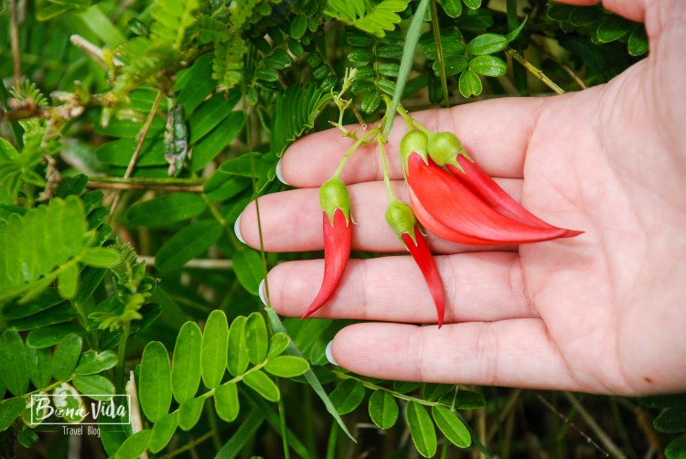 nova zelanda stewart island-8