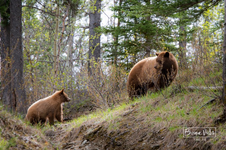 canada 150 aniversari-17