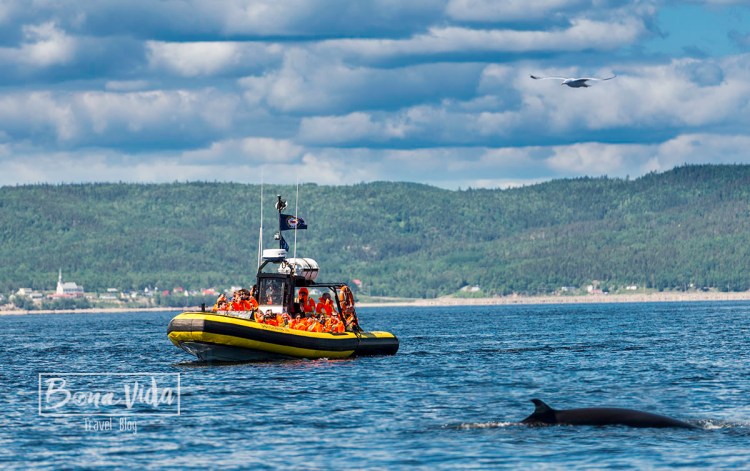 canada tadoussac balenes 01 ok