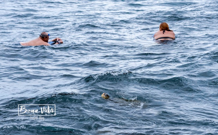 hawaii platges tortuga