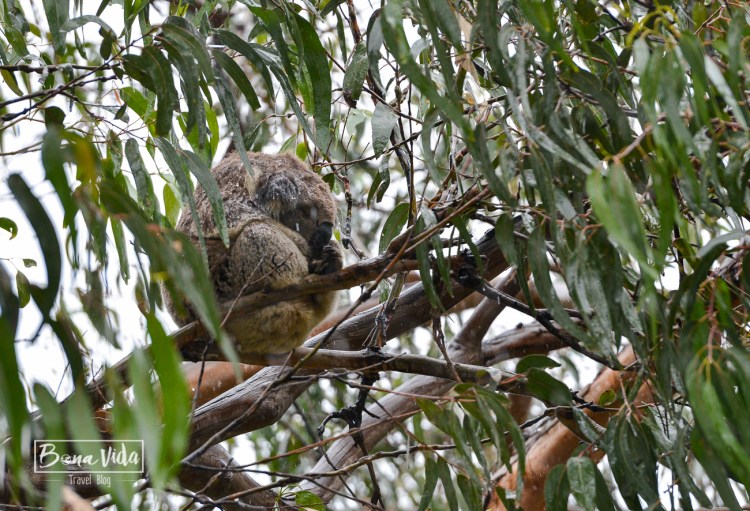 australia great ocean road-14