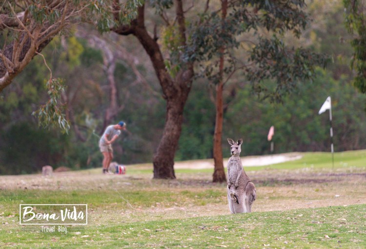 australia great ocean road-34