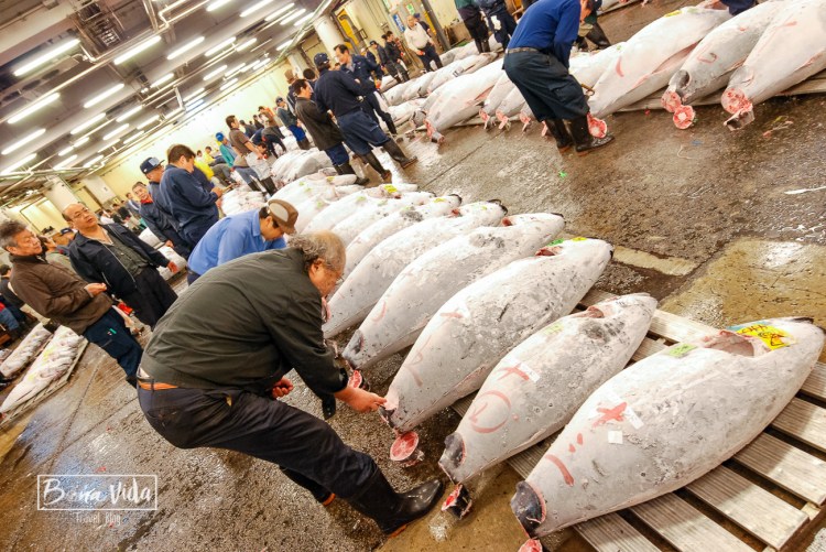 2a visita al mercat del peix de Tsukiji. Tokyo