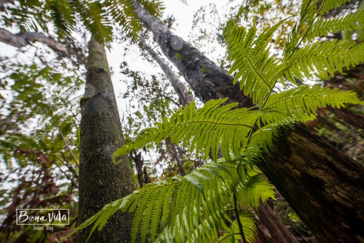 hawaii volca kilauea-19