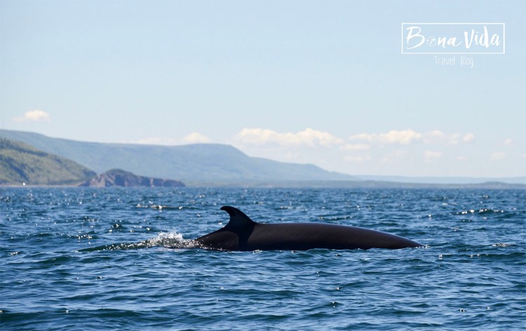 canada_novascotia_balenes_cheticamp