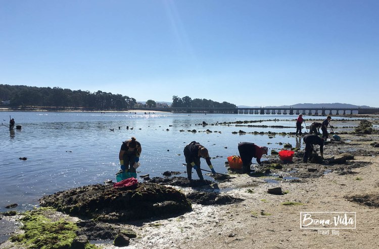 galicia xavalitas ogrove
