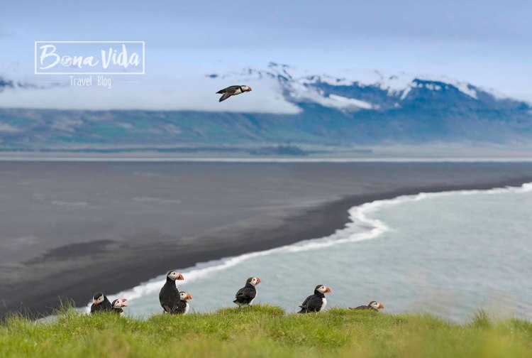 islandia puffins 02