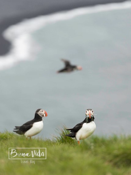 islandia puffins 03