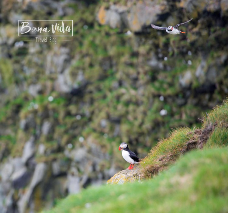 islandia puffins 04
