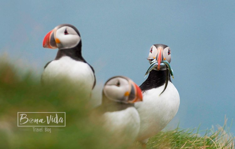 islandia puffins 05