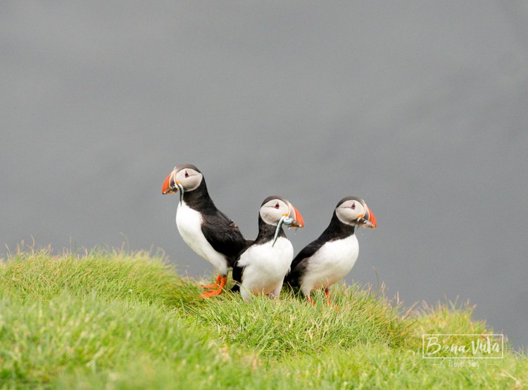 islandia puffins-10