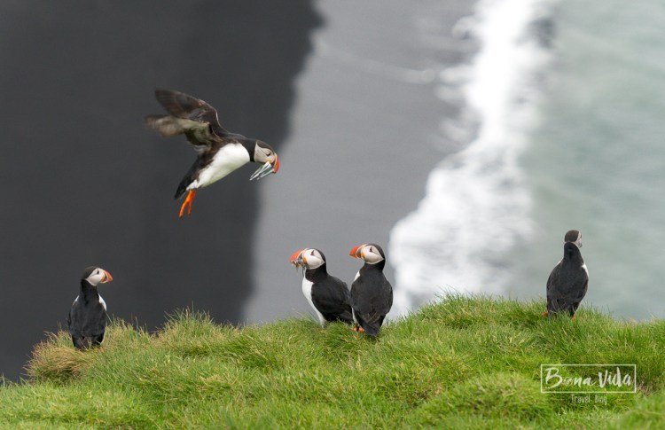 islandia puffins-12