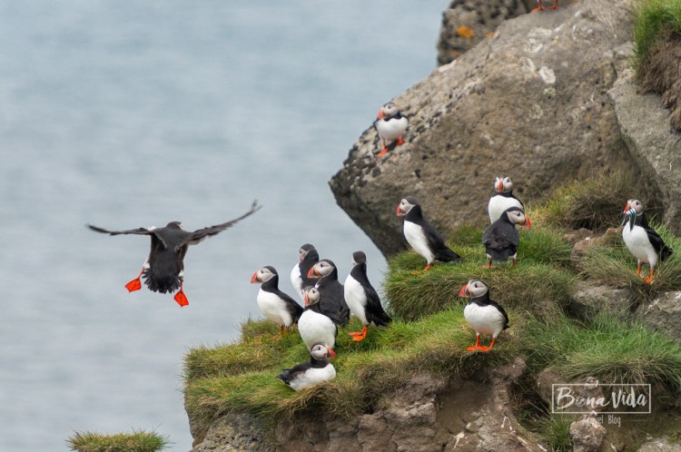 islandia puffins-16