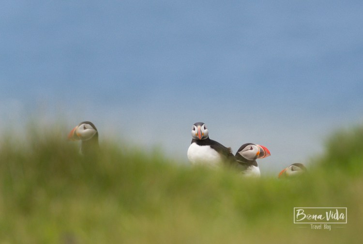 islandia puffins-20