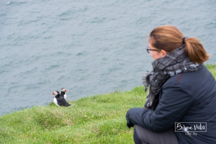 islandia puffins-25