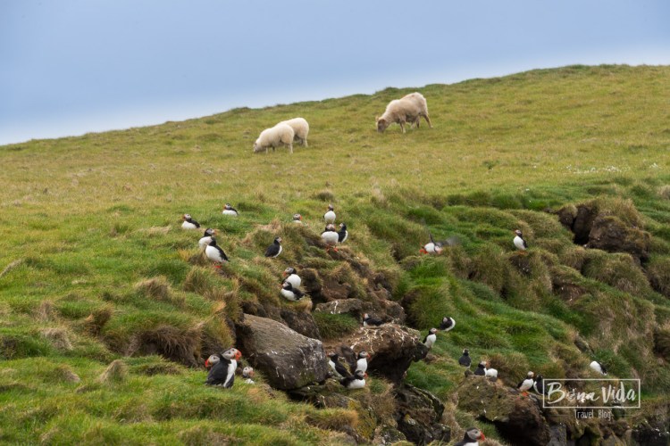 islandia puffins-28