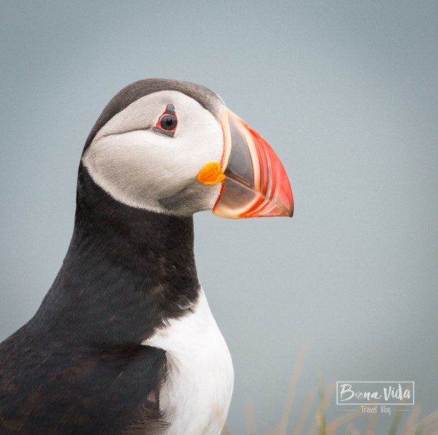 islandia puffins-32