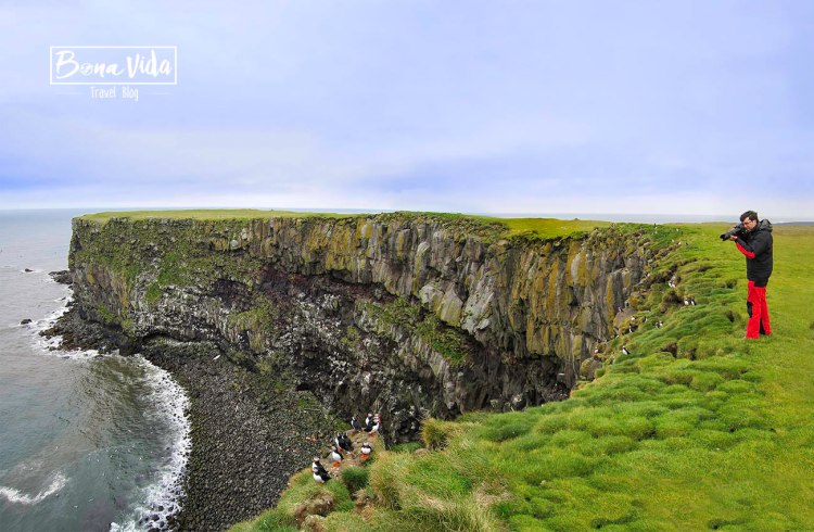 islandia puffins-33