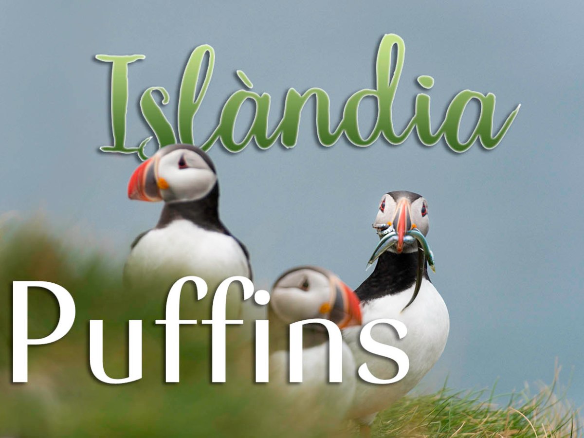 Fotografiant Puffins a un dels millors llocs d’Islàndia.