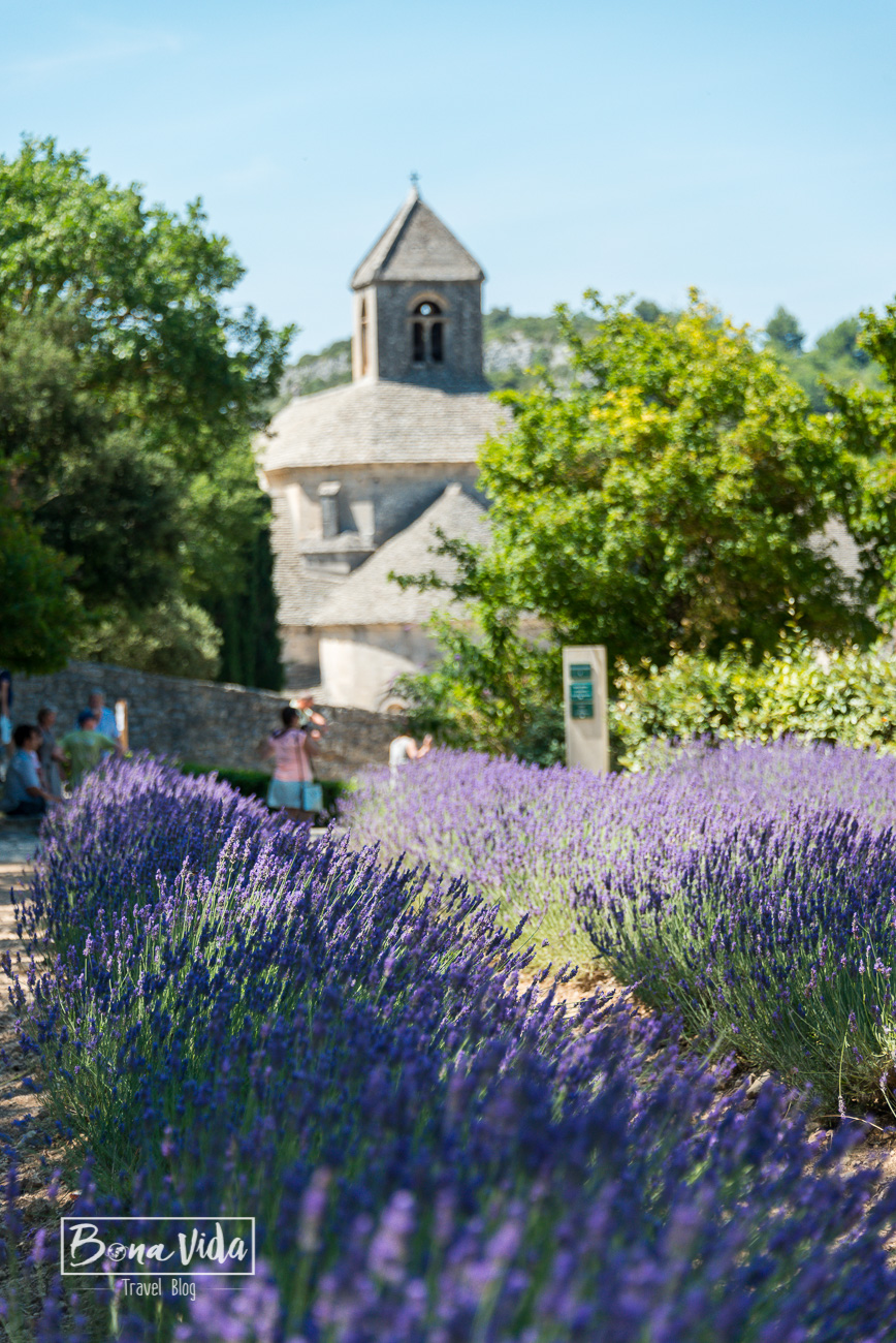 france provence lavanda-11