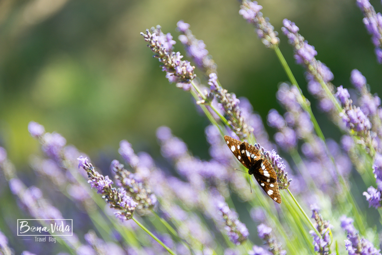 france provence lavanda-12