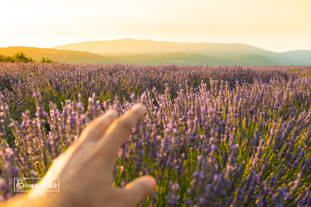 france provence lavanda-3