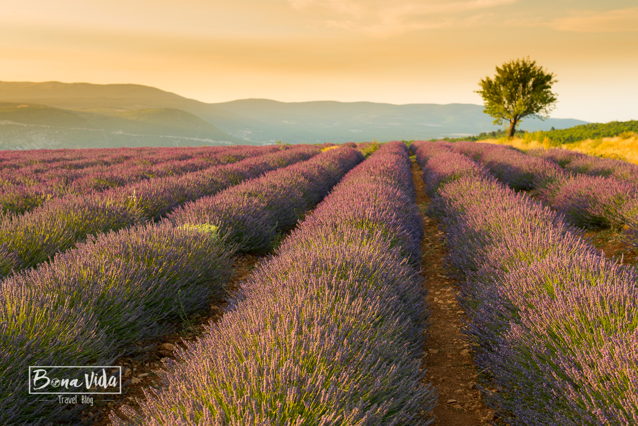 france provence lavanda-4