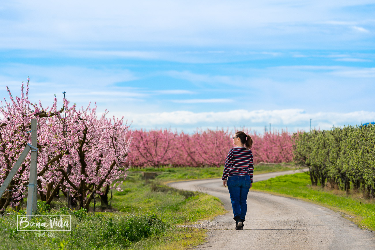 aitona_lleida_floracio-10