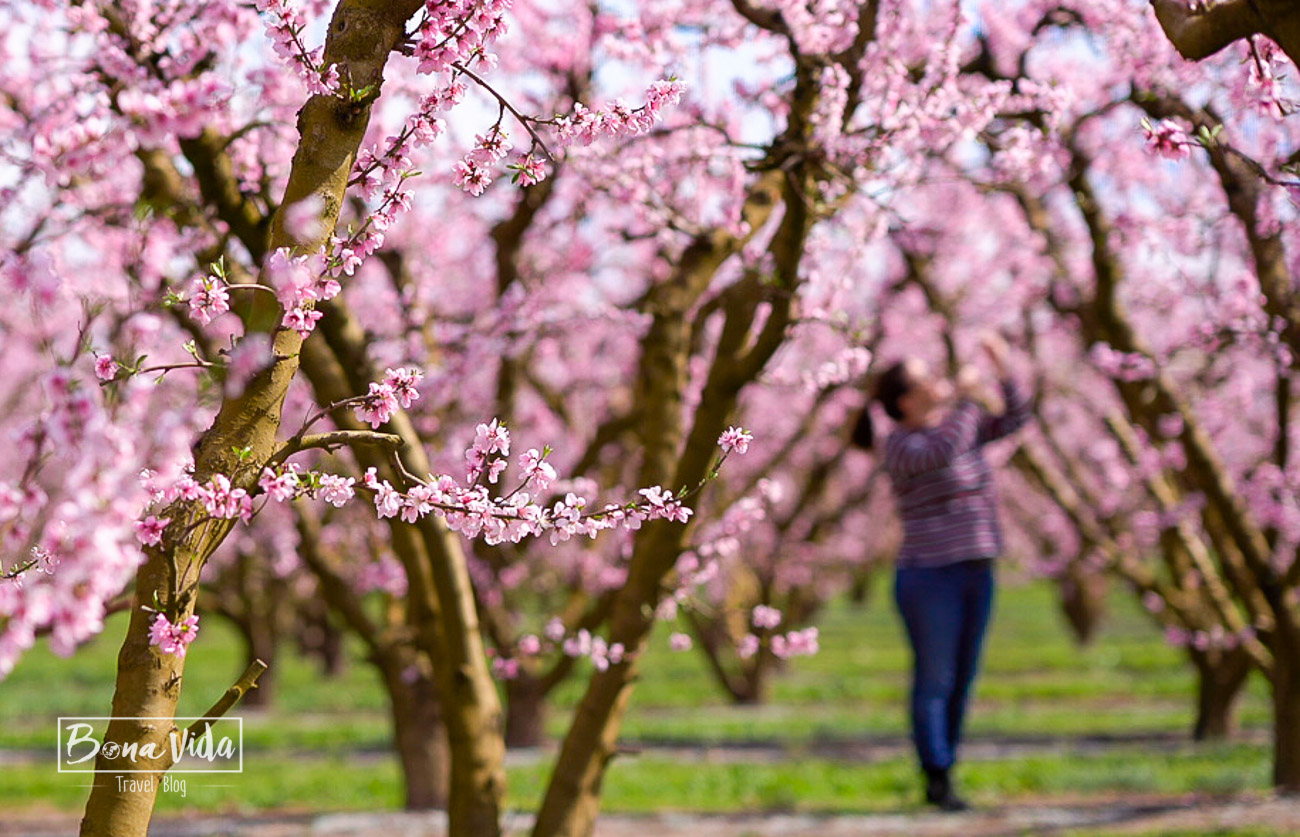 aitona_lleida_floracio-11