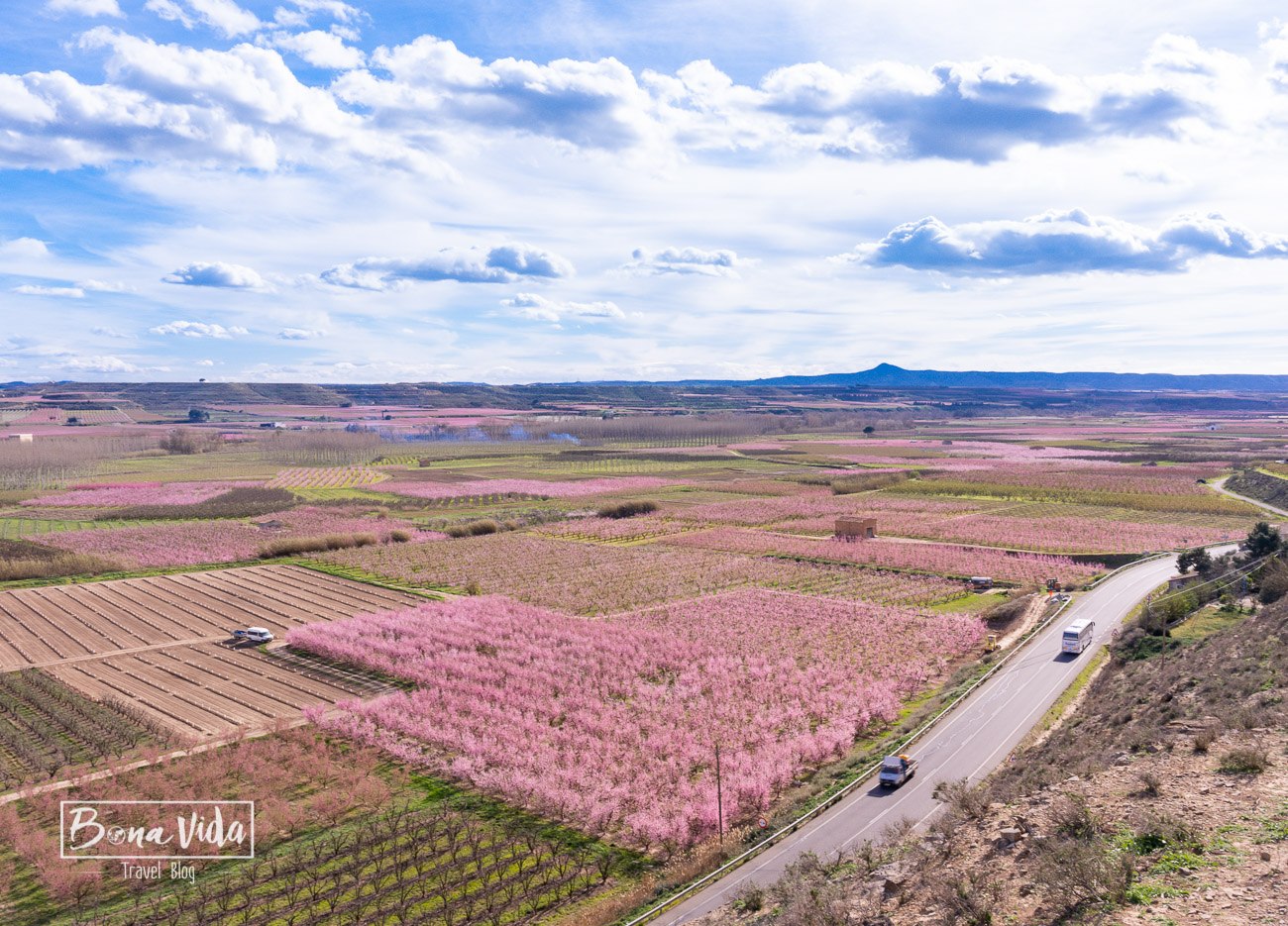 aitona_lleida_floracio-12