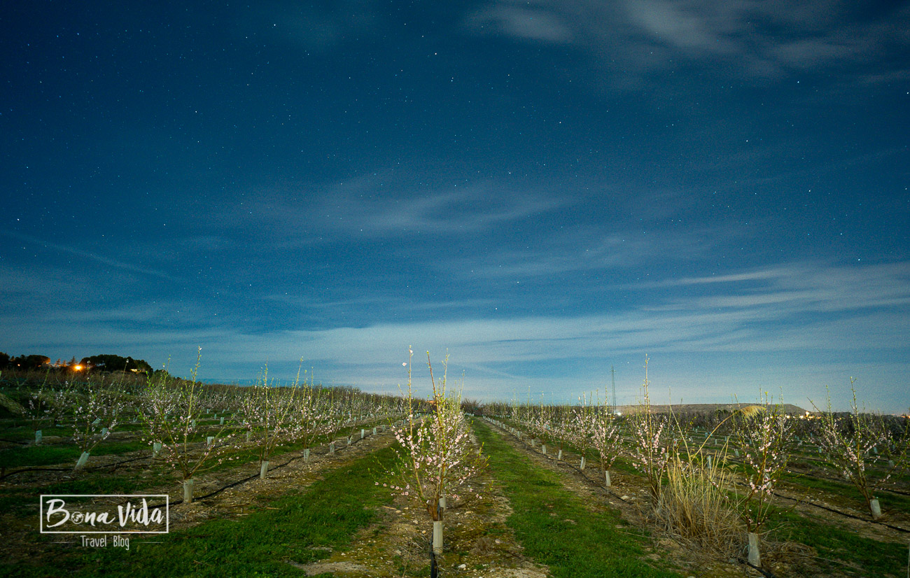 aitona_lleida_floracio-15