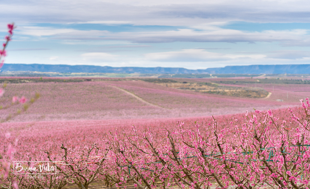 aitona_lleida_floracio-17