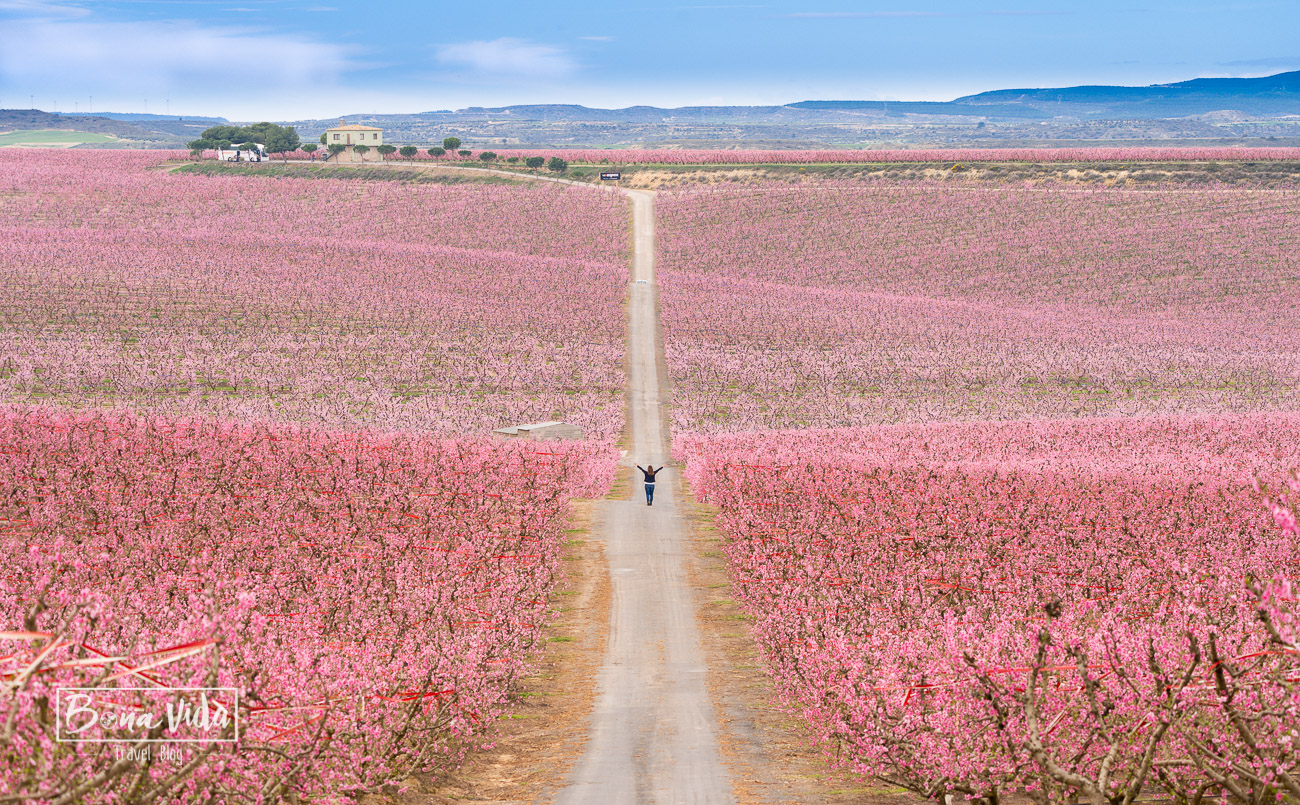 aitona_lleida_floracio-19