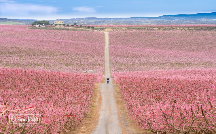 aitona_lleida_floracio-19