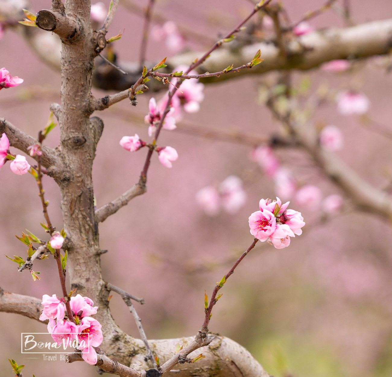 aitona_lleida_floracio-2