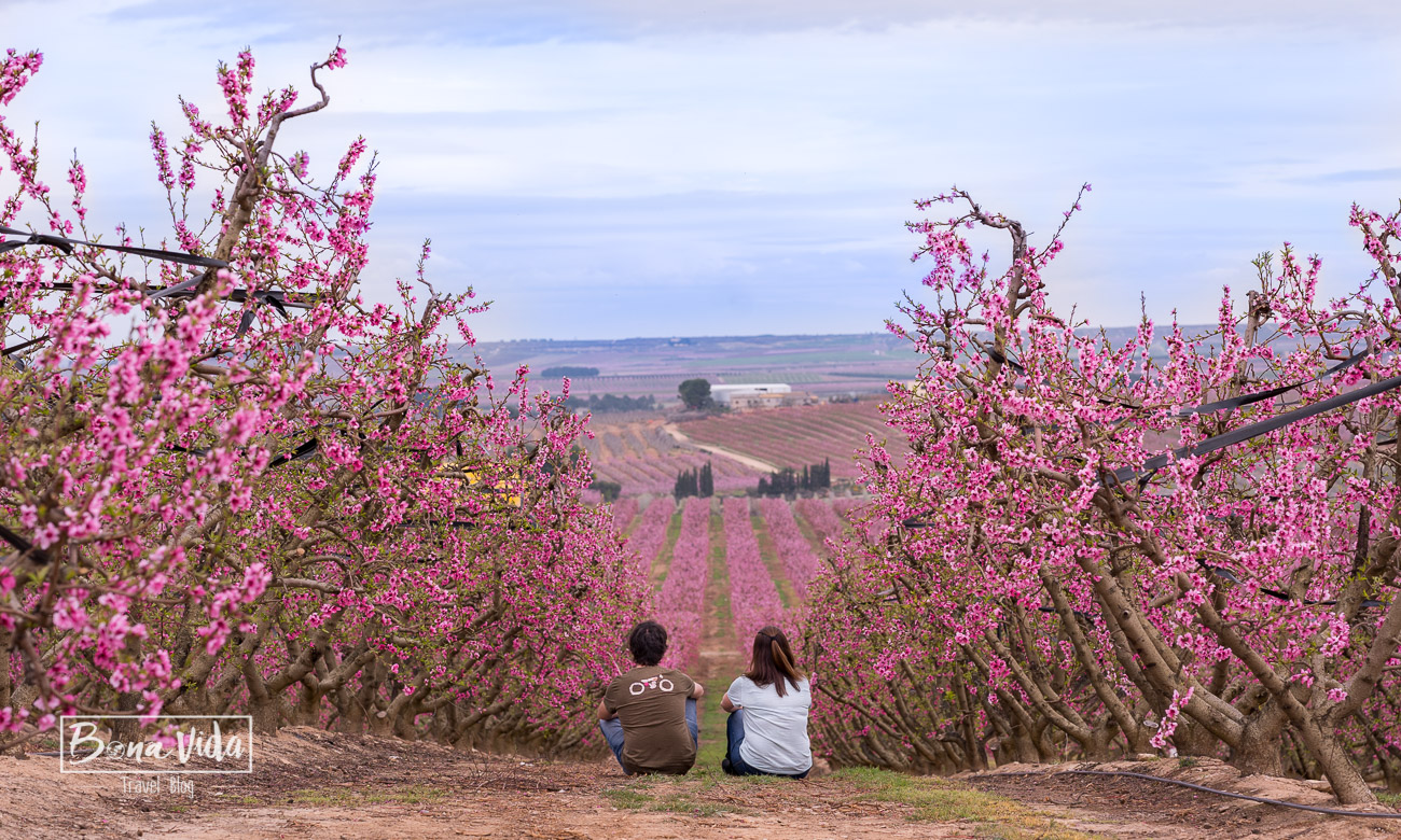 aitona_lleida_floracio-20