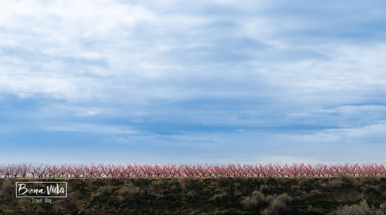 aitona_lleida_floracio-4