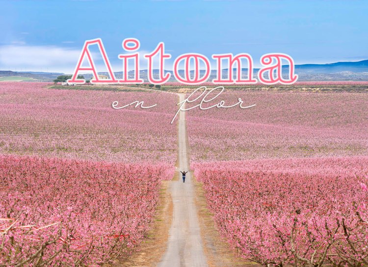 Aitona en flor. L’espectacle de la floració a les terres de&nbsp;Lleida